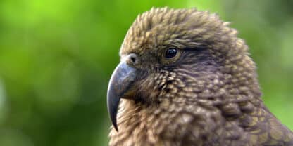 Kea Framed Canvas Art 20"x40"