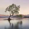 That Wanaka Tree Framed Canvas Art 32"x32" - Image 2