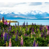 Flowering Lupins Framed Canvas Art 60"x20" - Image 2