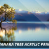 Wanaka Tree NZ Fine Art Acrylic Print A1