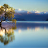 Wanaka Tree NZ Fine Art Acrylic Print A1 - Image 2
