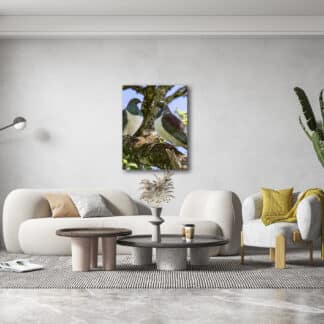 Kereru, or wood pigeons, perch in a native tree Framed Canvas Art 32"x24"