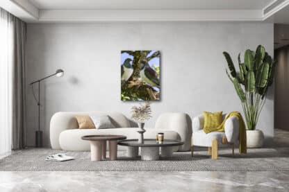 Kereru, or wood pigeons, perch in a native tree Framed Canvas Art 32"x24"