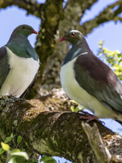 Kereru, or wood pigeons, perch in a native tree Framed Canvas Art 32"x24"