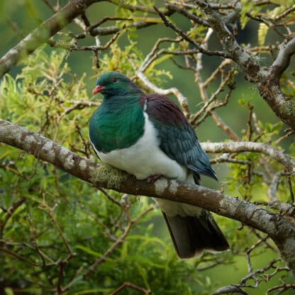 Wood Pigeon Framed Canvas Art 24"x24"